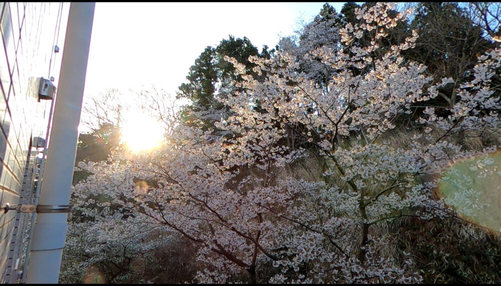 窓の外の桜